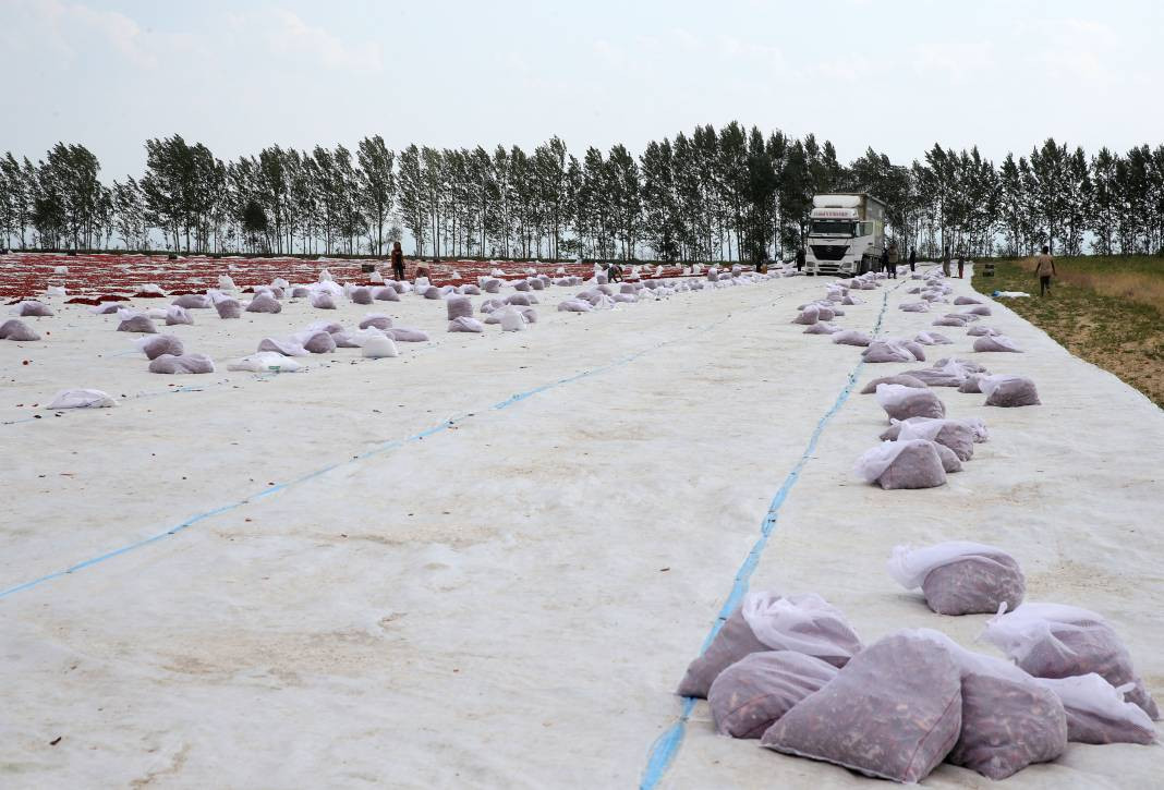 Süphan Dağı’nda yetişiyor 12 kilodan 1 kilo çıkıyor. Türkler 1 kilo bile alamıyor - Resim: 29